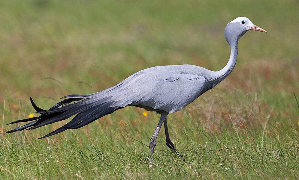 Blue Crane standing in field